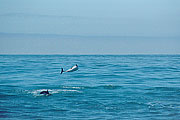 Picture 'Nz2_13_1 Dolphin, Dusky Dolphin, New Zealand, Kaikoura'